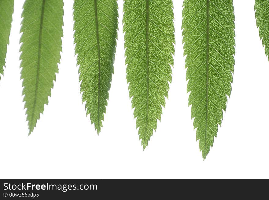 Green fresh leaf line on the white background. Green fresh leaf line on the white background