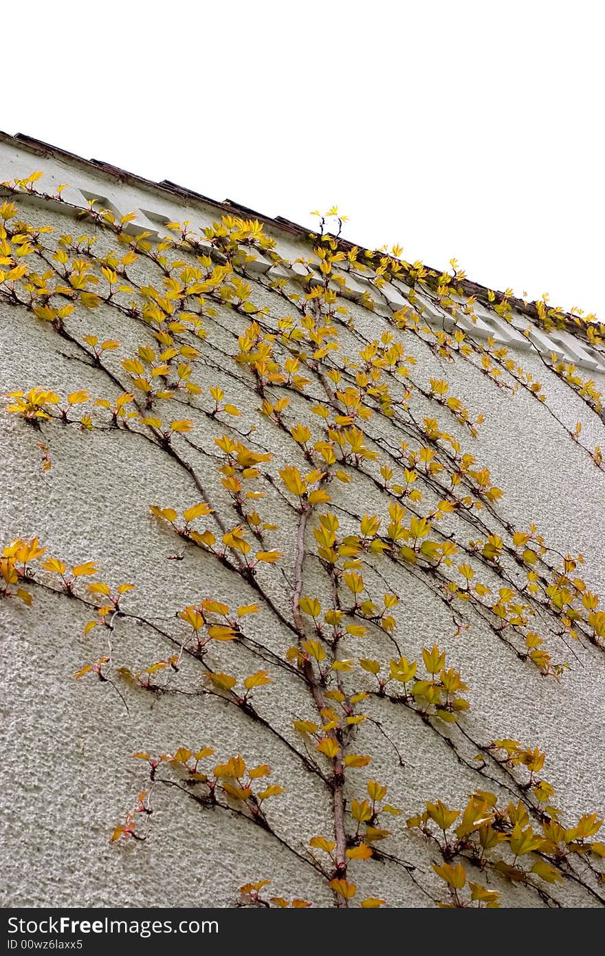 Yellow ivy on the white wall