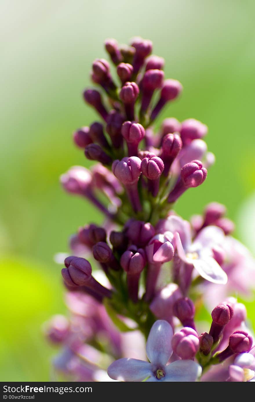 Purple flower buds just before blooming.