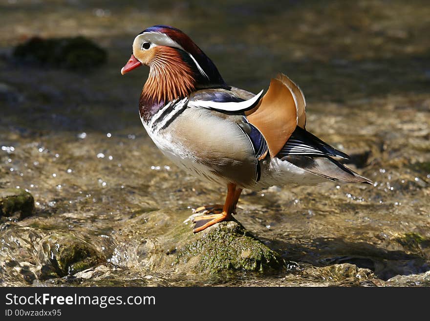 Colorful mandarin duck in the pond. Colorful mandarin duck in the pond