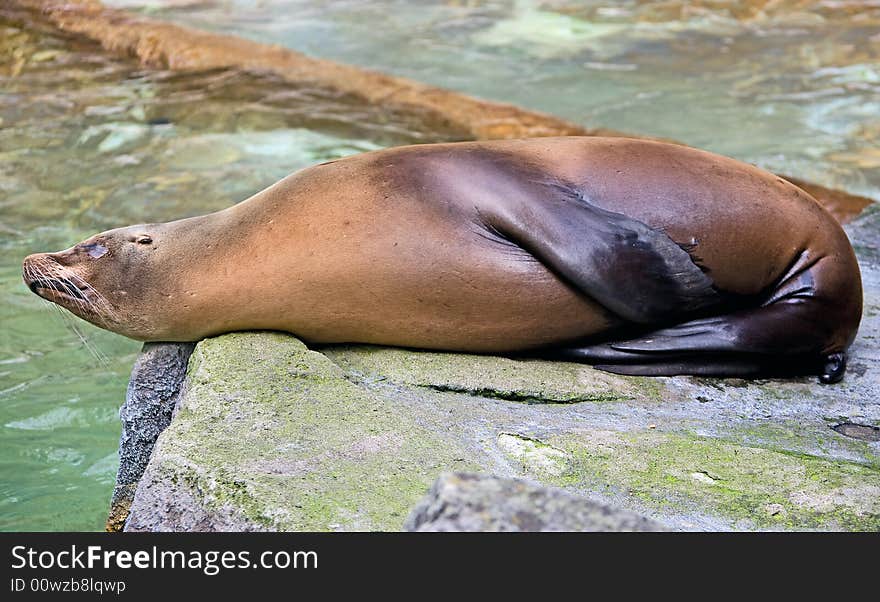 Sea-lion 7