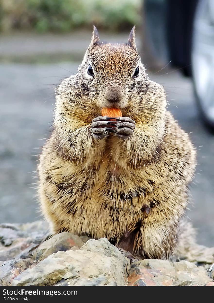 Squirrel eating a nut