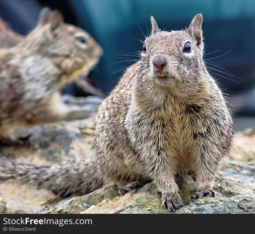 Wild Squirrels living on California coastline, USA