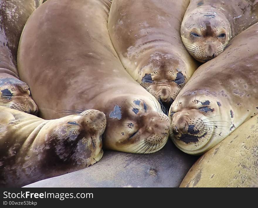 Elephant seal colony (mirounga angustirostris), California, 2007. Elephant seal colony (mirounga angustirostris), California, 2007