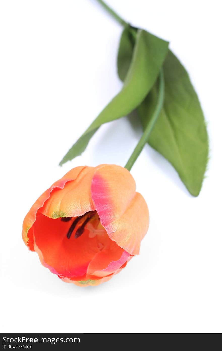 Plastic tulip