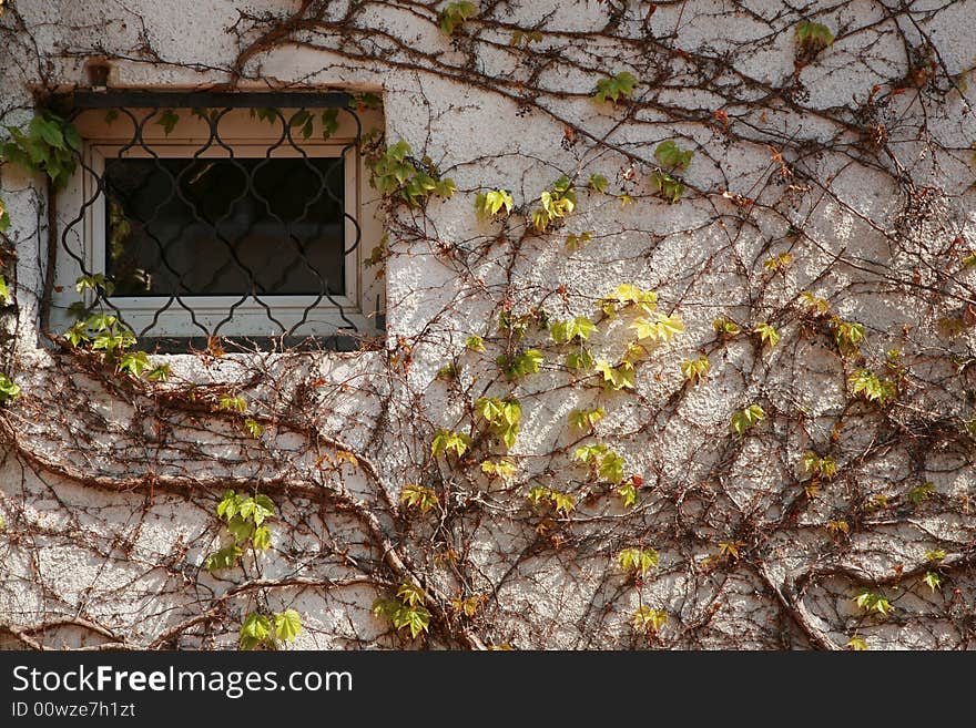 Window in the growing tree wall. Window in the growing tree wall.