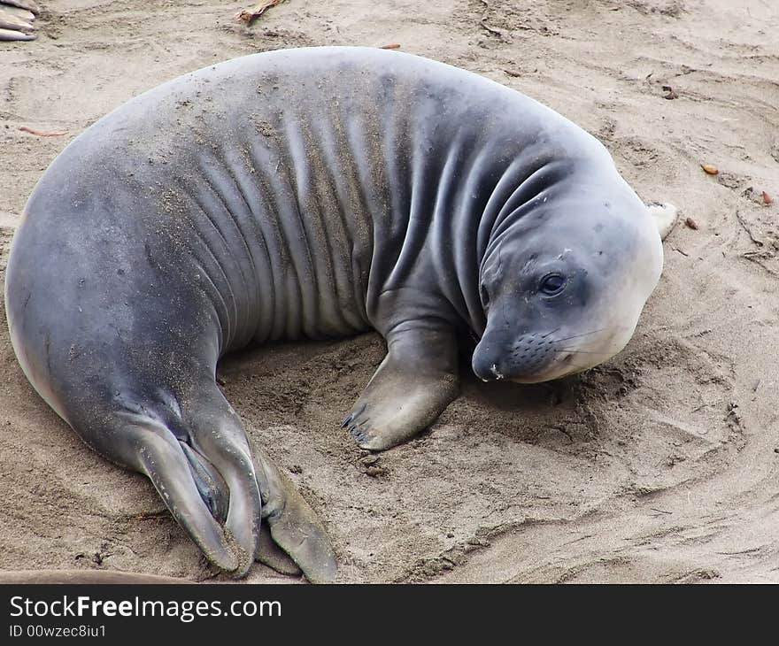 Elephant seal colony (mirounga angustirostris), California, 2007