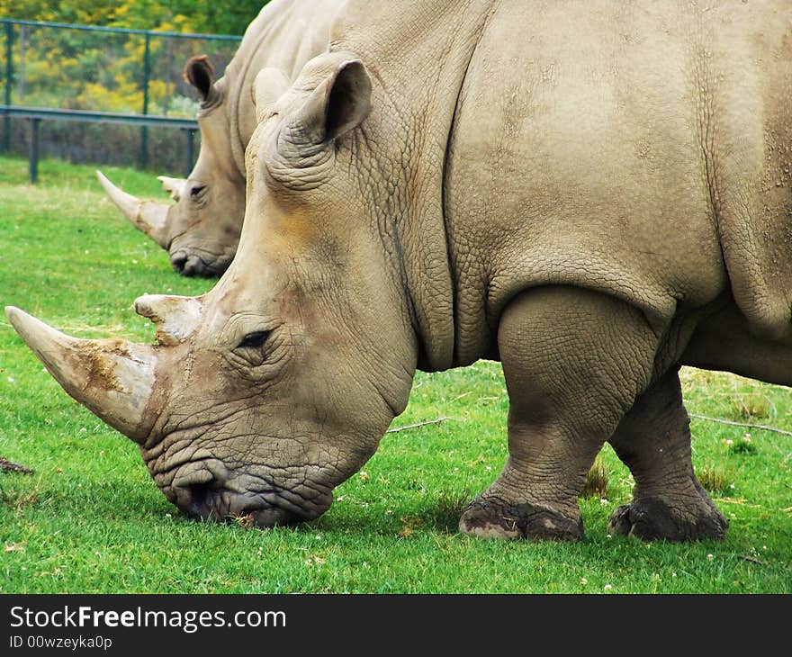 Big rhinoceros eating green grass.