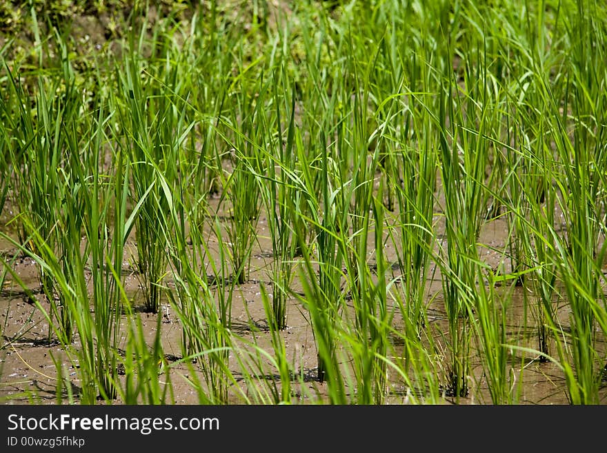 Blades of Grass