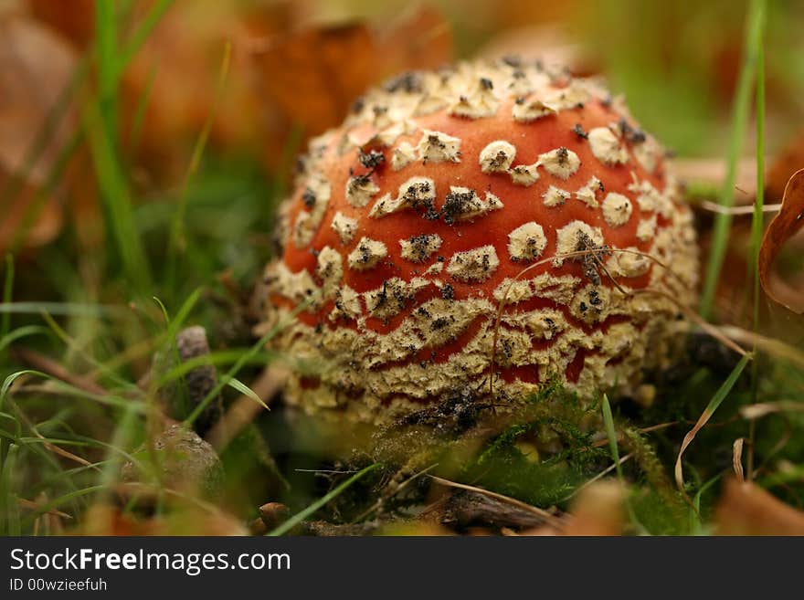 Autumn scene: toadstool