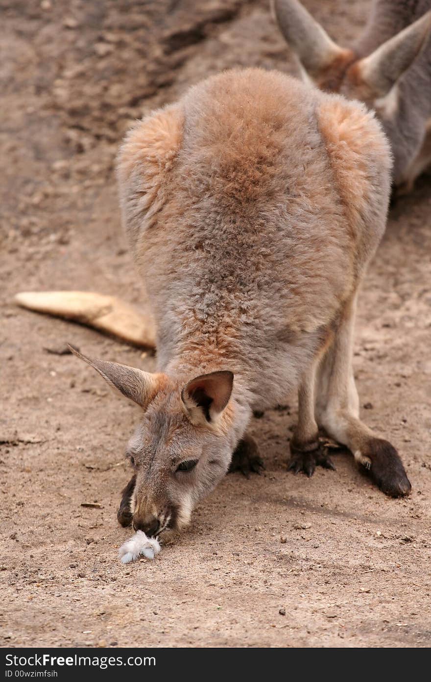 Kangaroo sniffing feather