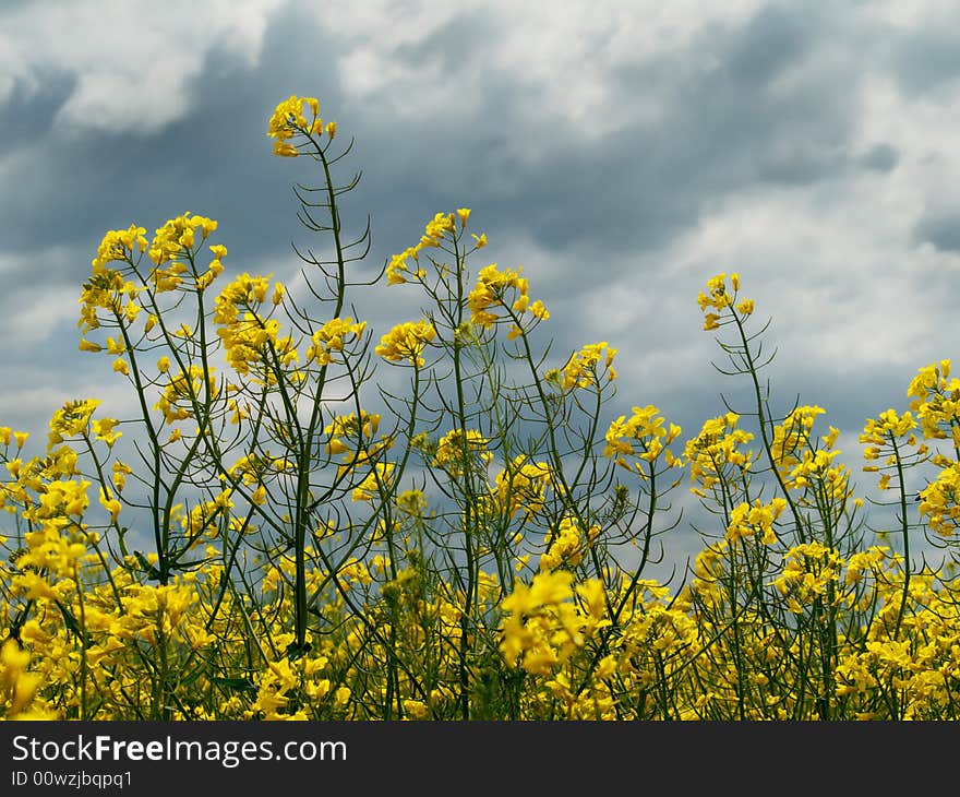 Rape field