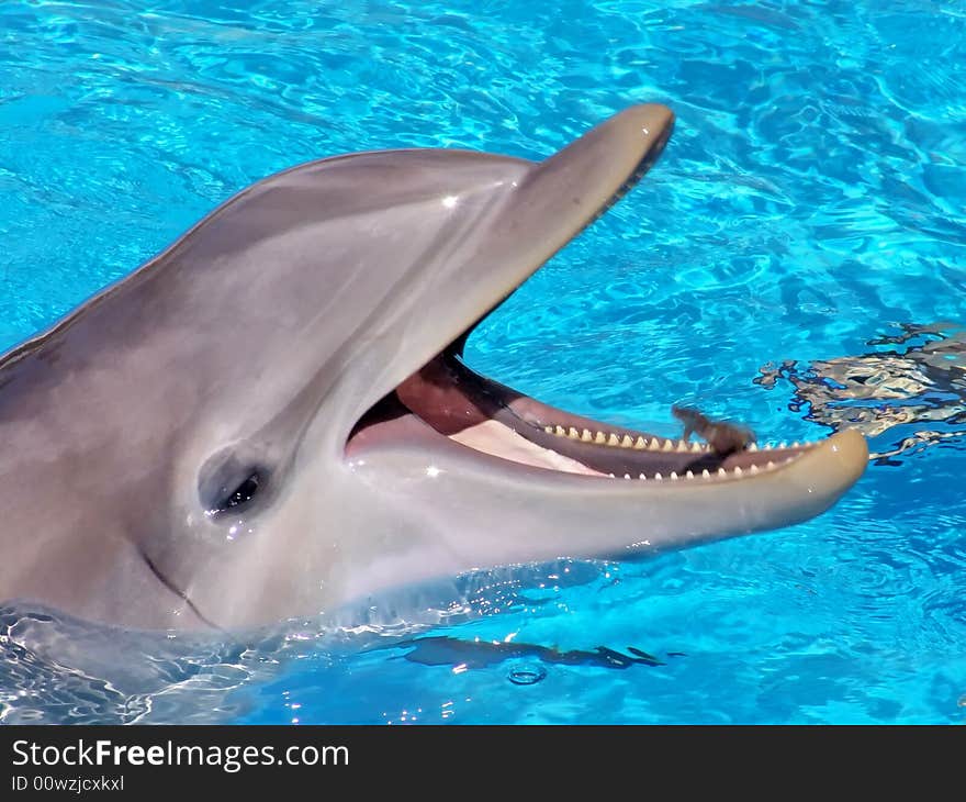 Bottlenose Dolphin Head close-up. Aquarium.