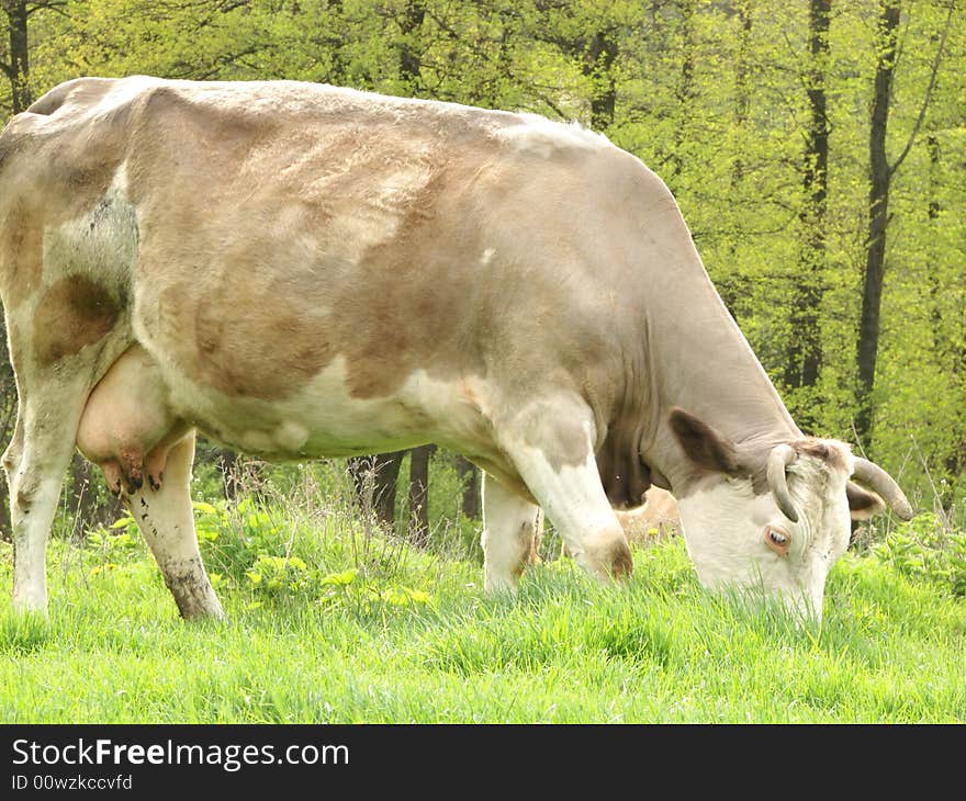 Cow feeds and graze