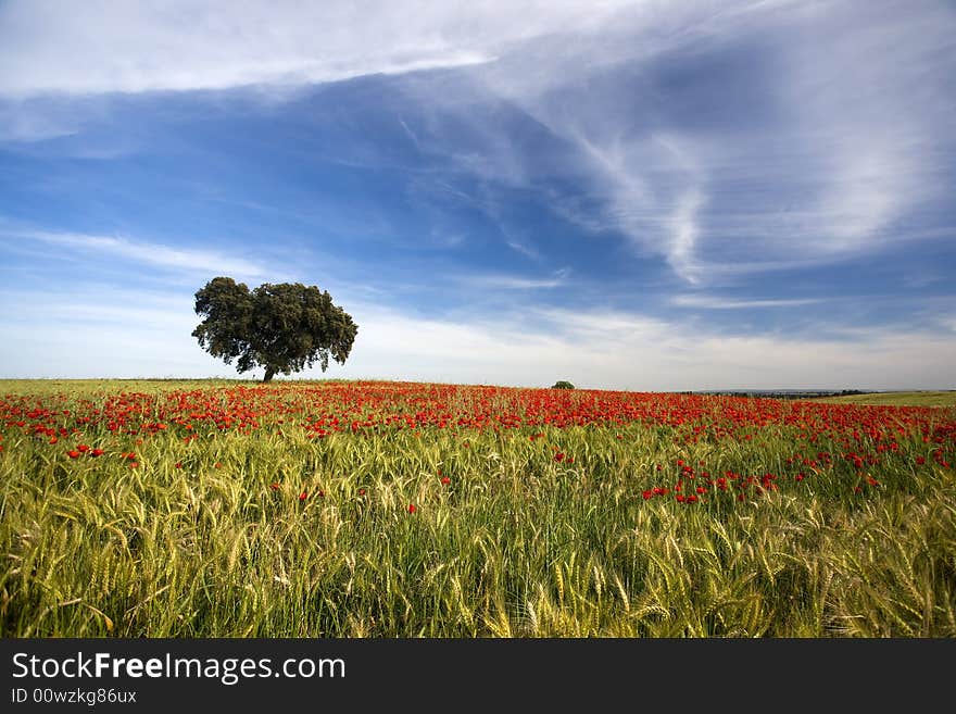 Poppies field spring landscape