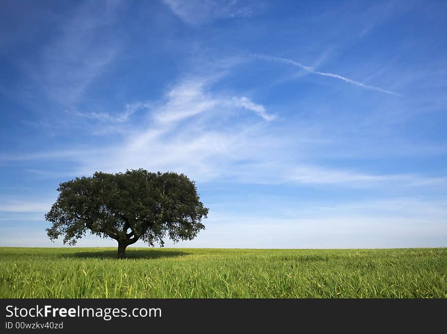 Lonely tree in spring landscape