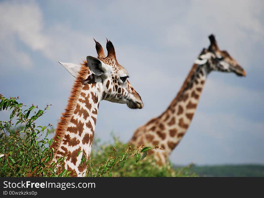 Giraffes of the Masai Mara, Kenya