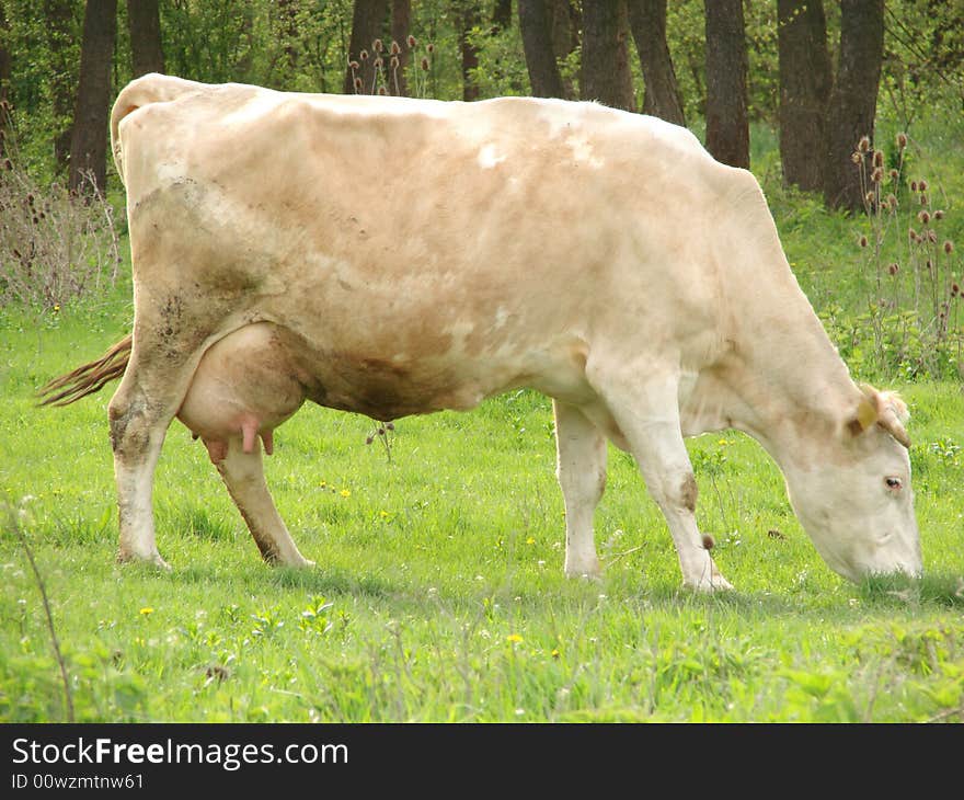 Cow eats fresh green grass. Cow eats fresh green grass