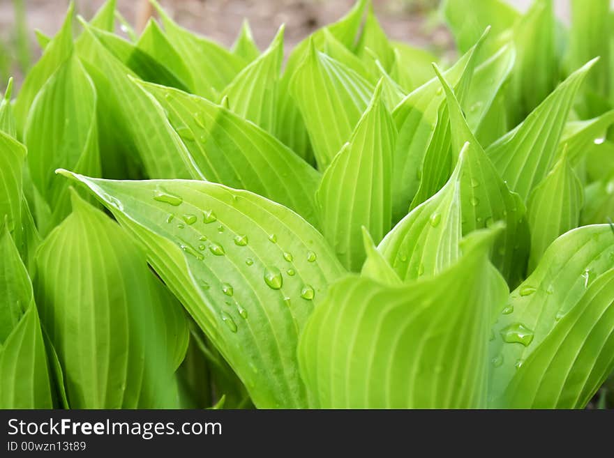 New green hosta with water drops on leafs, close-up photo