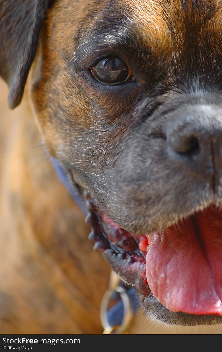 Close up of a pet dog