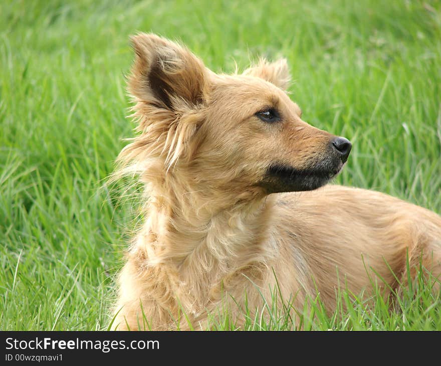 Reddish wild dog outdoors on grass at spring. Reddish wild dog outdoors on grass at spring