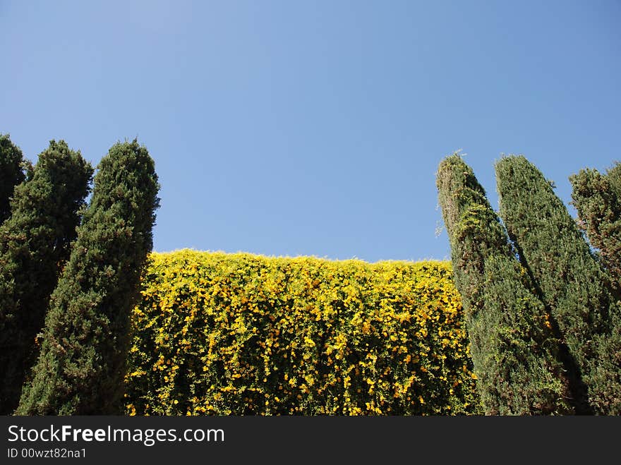 A beautiful wall of cascading yellow blooming vines with tall cedar trees framing this amazing picture taken at a western resort/hotel. A beautiful wall of cascading yellow blooming vines with tall cedar trees framing this amazing picture taken at a western resort/hotel.