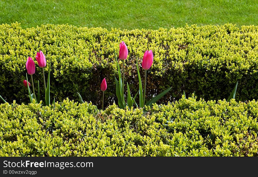 Tulips Between Bushes