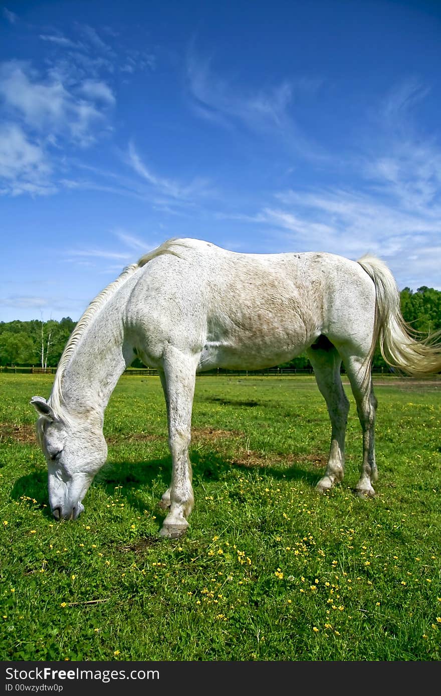 Horse grazing in field