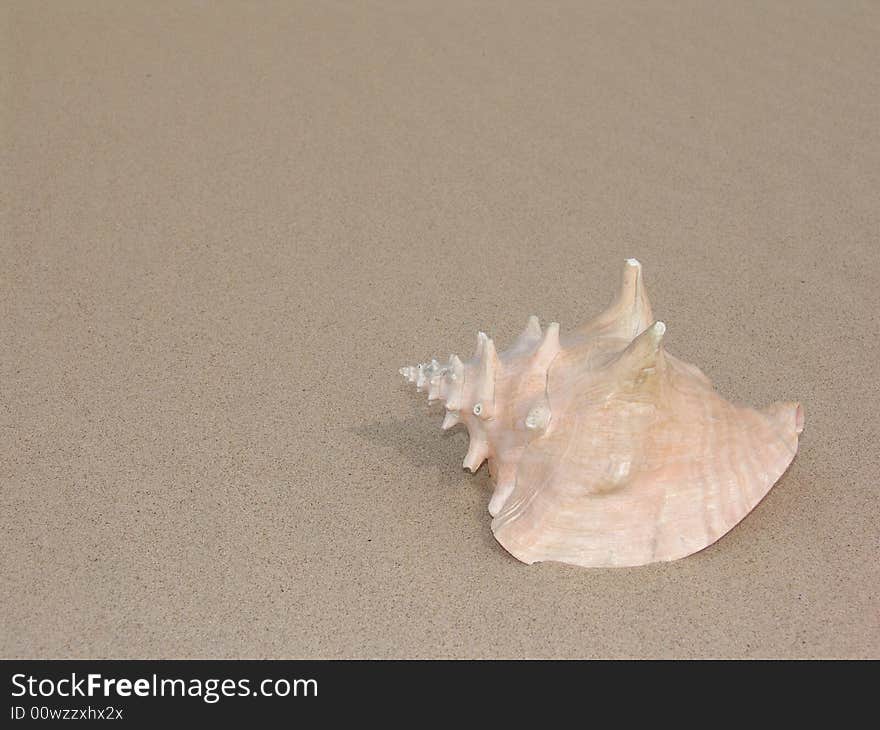 Sea Shell In Sand