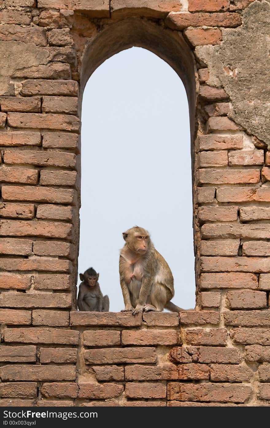 Monkeys in Buddhist temple ruins in Asia. Monkeys in Buddhist temple ruins in Asia.