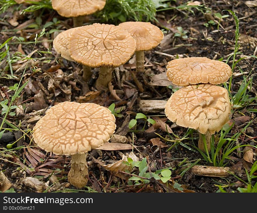 Mushroom Close-up