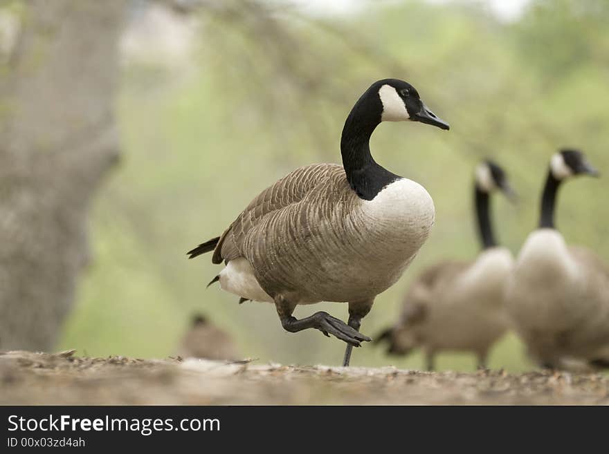 Profile of a Canadian goose walking with other geese in the background.