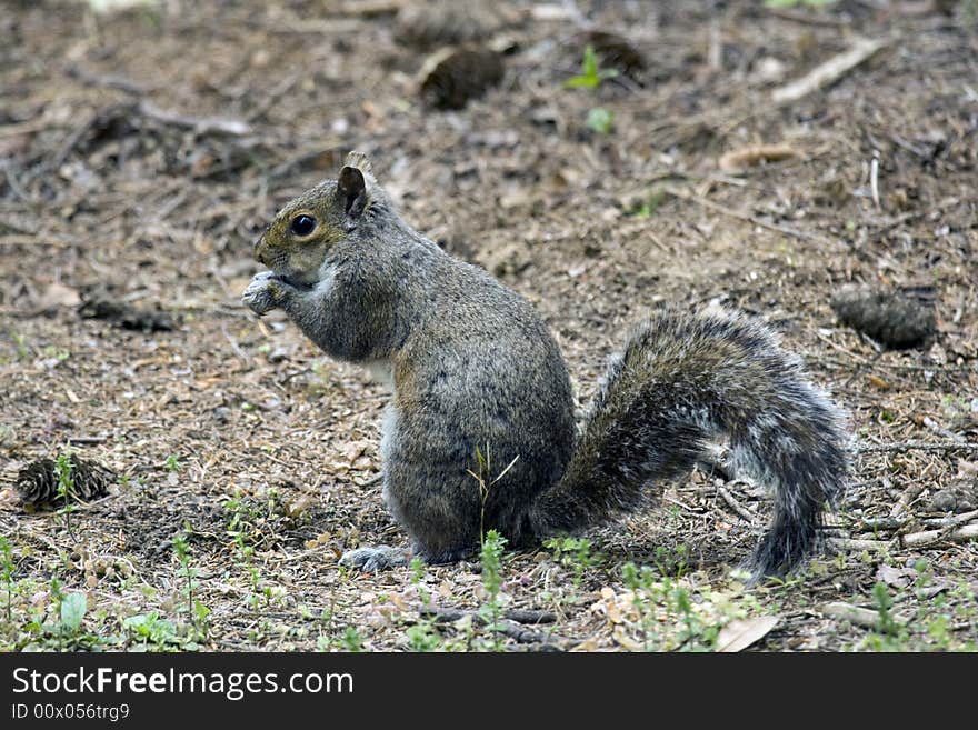 Gray Squirrel