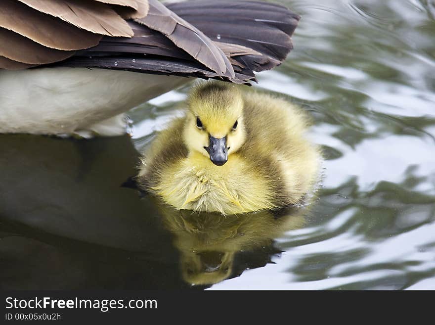 A baby goose hiding behind its mother.