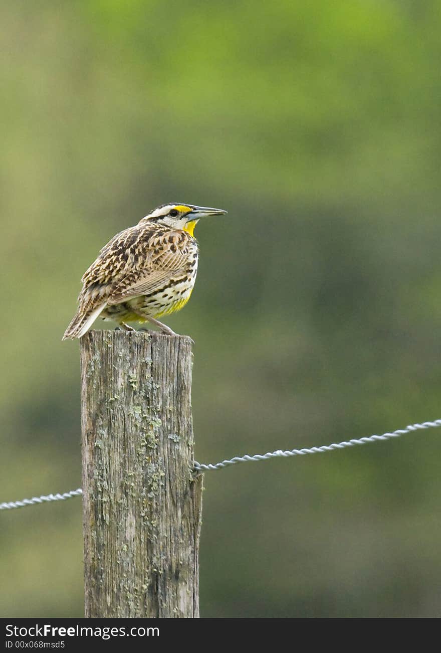 Meadowlark