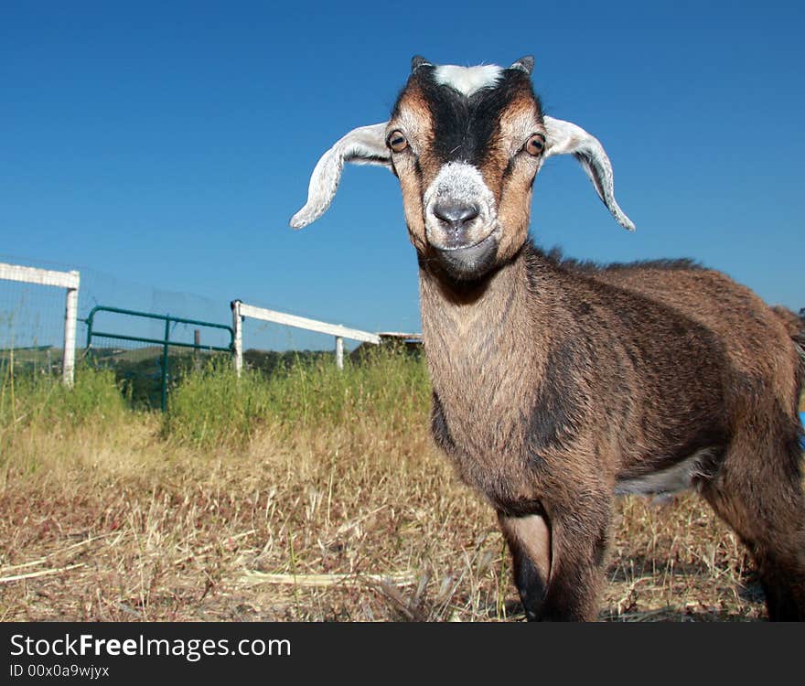 Very cute brown and white young kinder goat on a farm.