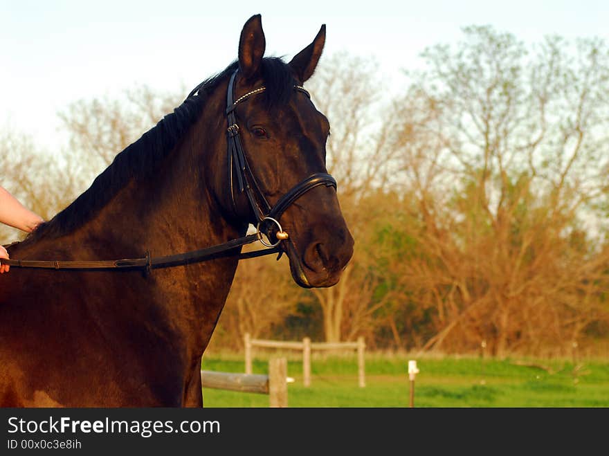 Black Hanaverian Warmblood in late afternoon light. Black Hanaverian Warmblood in late afternoon light.