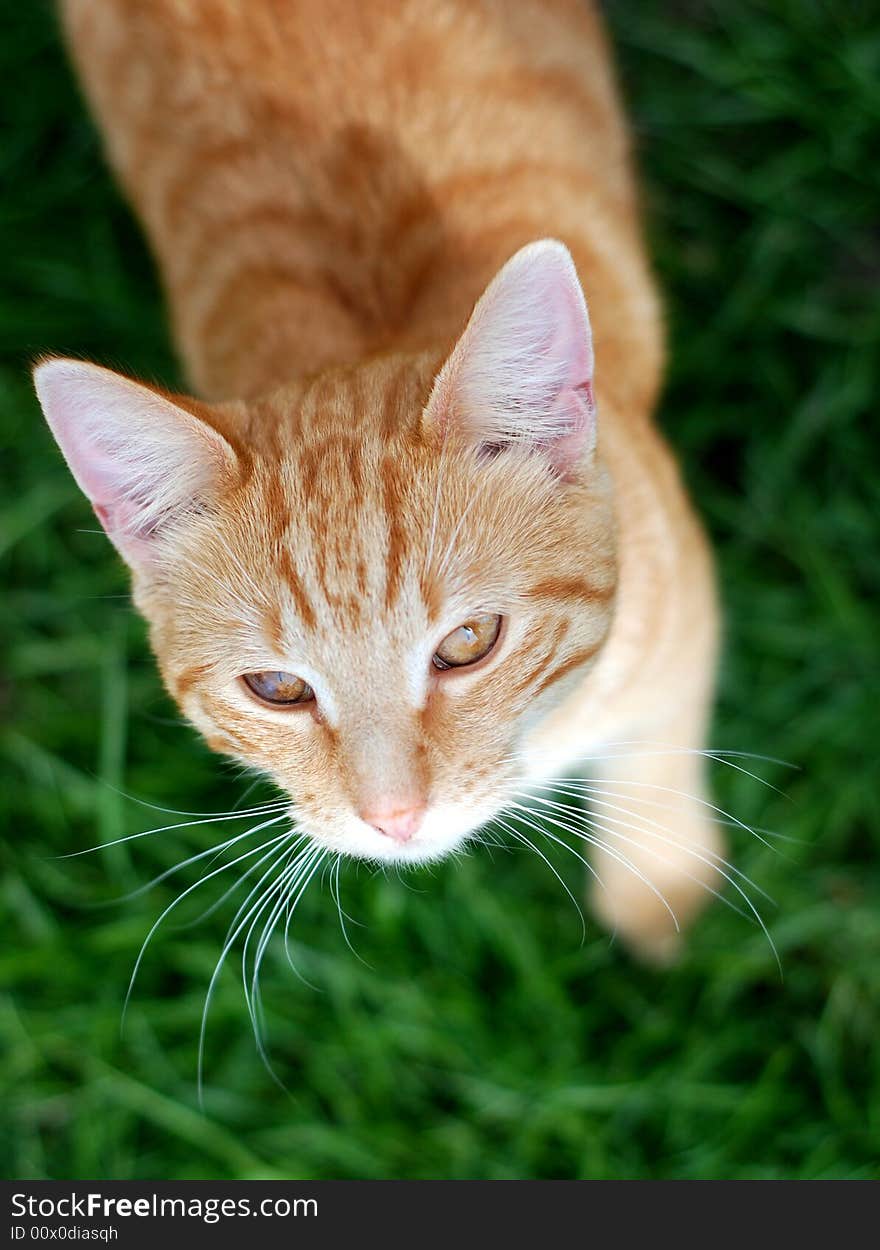 Orange striped tabby kitten looking up from a lush green lawn. Orange striped tabby kitten looking up from a lush green lawn