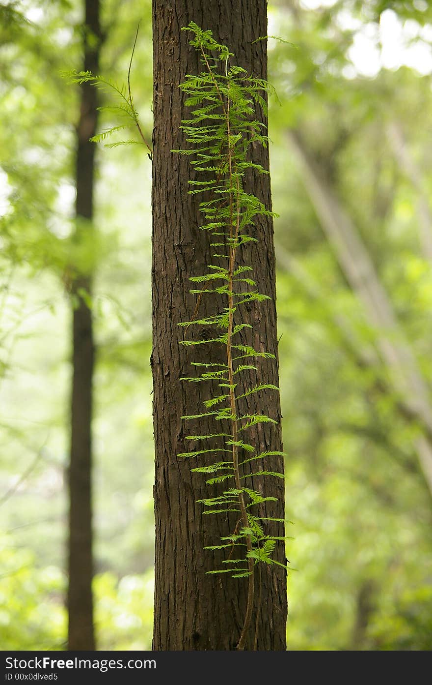 Metasequoia