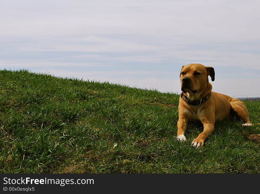 Our doggy staring off in thought. He was perfectly perched atop a grassy hill. Our doggy staring off in thought. He was perfectly perched atop a grassy hill.