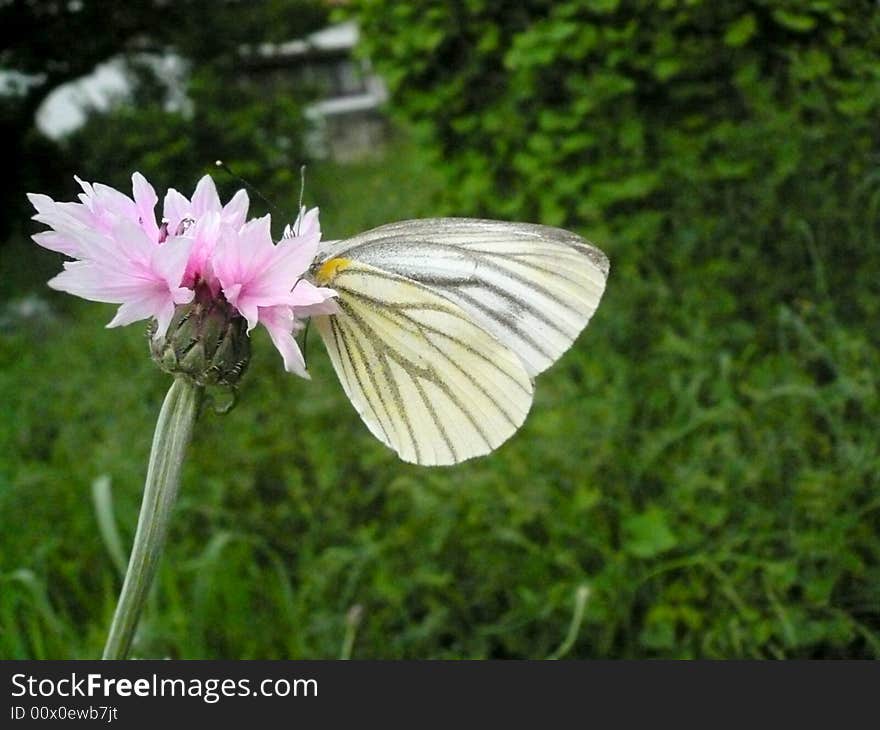 Beautiful butterfly, flower and greens. Beautiful butterfly, flower and greens