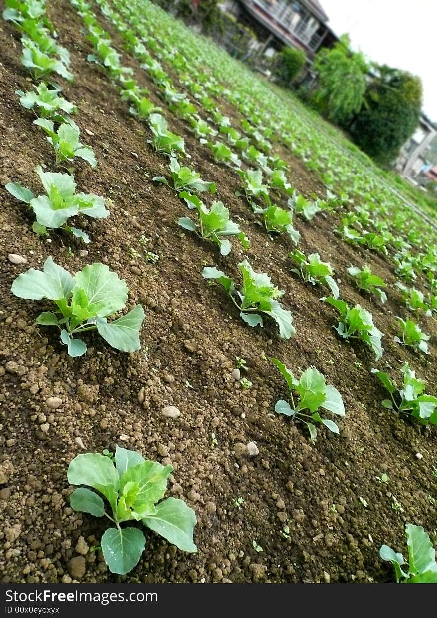 Vegetable field