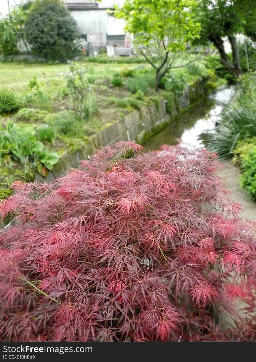 Red leaves and greens