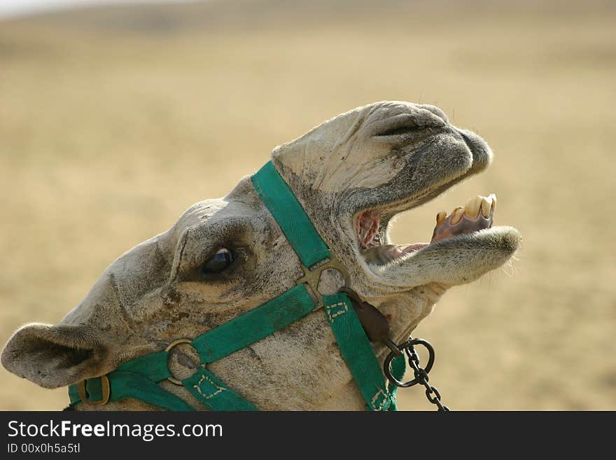 Close up of a camel screaming out loud