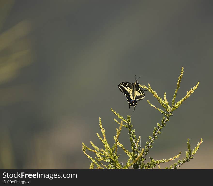 Anise Swallowtail Papilio zelicaon