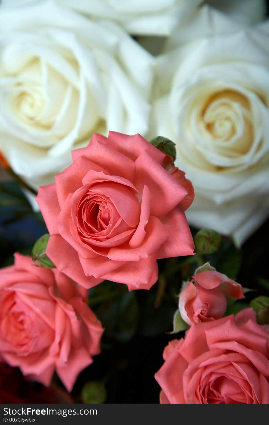 An image of pink and white roses