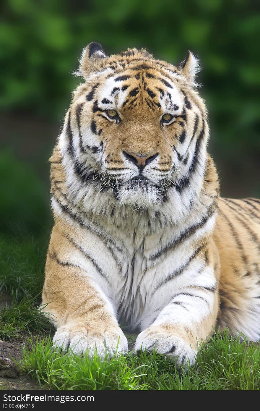 Portrait of lying tiger on grass