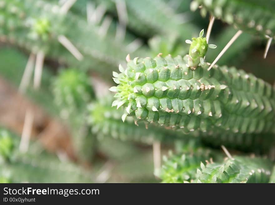 Small green cactus with thorns.