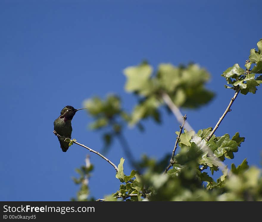 Hummingbird perched on a branch blue sky background. Hummingbird perched on a branch blue sky background