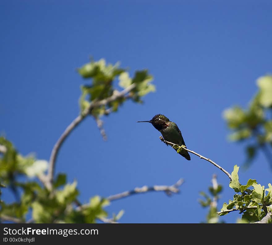 Hummingbird perched on a branch blue sky background. Hummingbird perched on a branch blue sky background